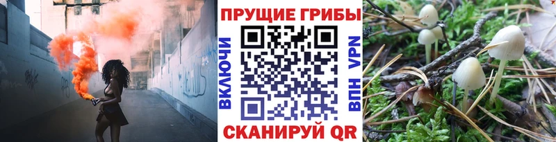 Галлюциногенные грибы Psilocybine cubensis купить Бородино